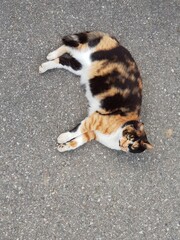A cute cat lying down