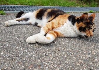 A cute cat lying down