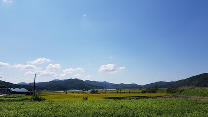 wide farming area under sky