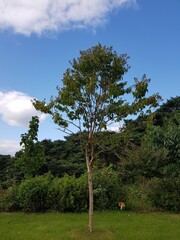 a tree is stand alone