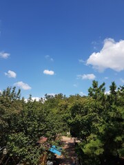 forest under clear white sky