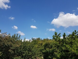 forest under clear white sky