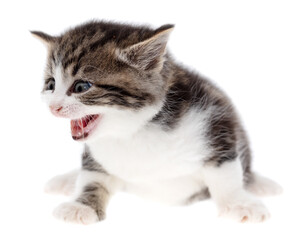 Small kitten isolated on a white background.