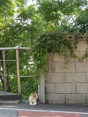 Cavalier cat is resting under fence