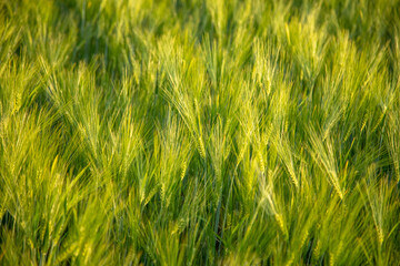 Green ears of wheat at sunset.