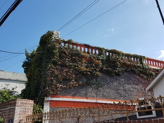 A building covered in ivy