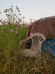 Old chair and cosmos