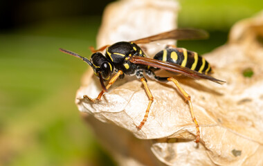 Close-up of a wasp on a yellow leaf