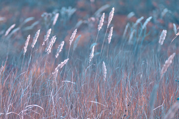 Soft focus blurred background image of Sunrise in field. Autumn rural landscape with fog, sunrise and blossoming meadow. Wild grass blooming on Sunrise. Samara, Russia.