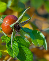 Rose hip fruit bud with green fresh leaves and outdoor bokeh background macro