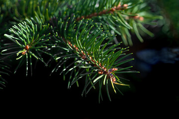 Naklejka na ściany i meble Green fresh pine spruce branch with bokeh outdoor background macro