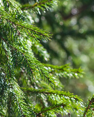 Pine spruce green branches with sun light on it and bokeh outdoor background macro