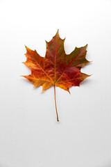Autumn creative composition. Multicolored maple leaf isolated on white background. Season, minimal, autumn card, thanksgiving texture, fall background concept. Flat lay, top view, copy space..