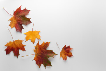 Various multicolored autumn leaves isolated on white background. Season, minimal, autumn card, thanksgiving texture, fall background concept. Flat lay, top view, copy space..