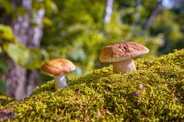 Big white mushroom and Russula in summer forest.