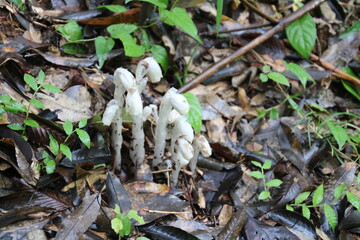 アキノギンリョウソウ