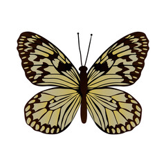 Siam or Malayan Tree Nymph (Idea leuconoe siamensis) beautiful butterfly  isolated on white background. Vector illustration