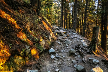 Coniferous forest, High Tatras mountains, Slovakia, sunrise scene