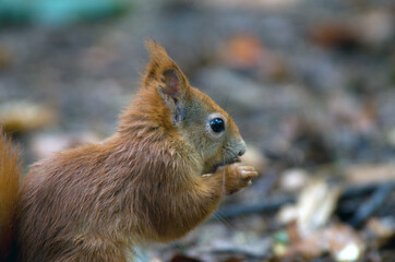 Sciurus vulgaris, veverka obecná se zásobuje na zimu