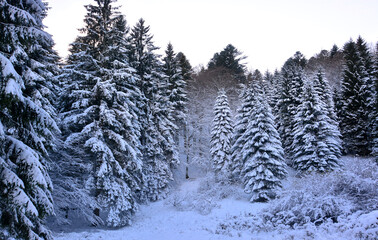snow covered pine trees