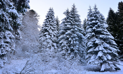 snow covered pine trees
