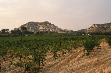 Fototapeta na wymiar Olivier, olea europaea, Baux de Provence, 13 , Bouches du Rhone