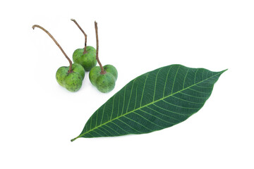 Hevea brasiliensis on white background.Rubber leaves.