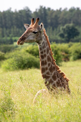 Girafe, Giraffa Camelopardalis, Parc national Kruger, Afrique du Sud