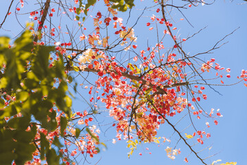 Rainbow shower tree, Honolulu, Oahu, Hawaii