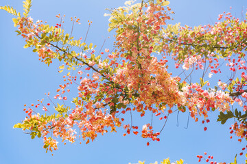 Rainbow shower tree, Honolulu, Oahu, Hawaii