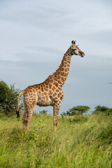 Girafe, Giraffa Camelopardalis, Parc national Kruger, Afrique du Sud