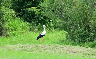 White stork looking for food on green meadow in spring 