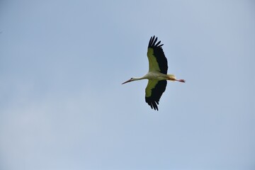 A stork with outstretched wings flies in the blue sky