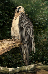 Gypaète barbu,.Gypaetus barbatus, Bearded Vulture