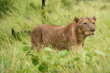 lion, femelle, lionne, Panthera leo, Afrique