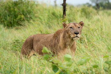 lion, femelle, lionne, Panthera leo, Afrique