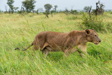lion, femelle, lionne, Panthera leo, Afrique