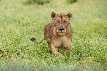 Plakat lion, femelle, lionne, Panthera leo, Afrique