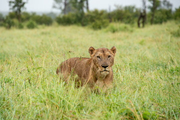 Fototapeta na wymiar lion, femelle, lionne, Panthera leo, Afrique