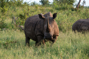 Fototapeta premium Rhinocéros blanc, white rhino, Ceratotherium simum, Parc national Kruger, Afrique du Sud