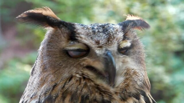 Angry but funny eagle owl turns its head and looks at the camera
