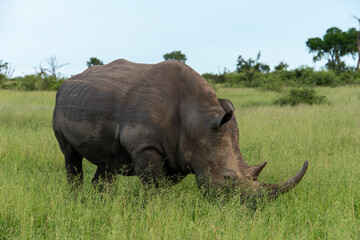 Rhinocéros blanc, white rhino, Ceratotherium simum, Parc national Kruger, Afrique du Sud