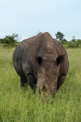 Fototapeta premium Rhinocéros blanc, white rhino, Ceratotherium simum, Parc national Kruger, Afrique du Sud