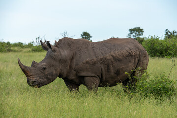 Fototapeta premium Rhinocéros blanc, white rhino, Ceratotherium simum, Parc national Kruger, Afrique du Sud