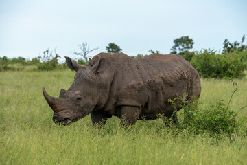 Obraz premium Rhinocéros blanc, white rhino, Ceratotherium simum, Parc national Kruger, Afrique du Sud