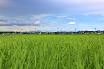 Obraz premium 田園