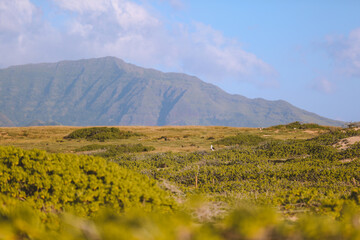 Kaena Point State Park, Oahu, Hawaii