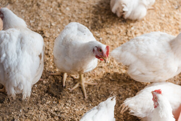 Chickens in the pen. Domestic bird. Chickens eat grain. Agriculture. Breeding chickens. Clean meat