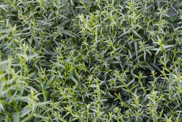 Obraz premium Carrots in the garden. Carrot leaves close up. Orange carrots. Healthy food. Fresh vegetables. Grow carrots in the garden. Carrots in the ground.