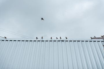 Sparrows on the roof. Little birds sit on the roof. Three sparrows. Metal roof. Grey sky